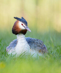 Great Crested Grebe in spring