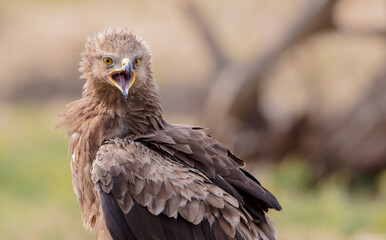 Lesser spotted eagle - female in spring