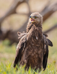 Lesser spotted eagle - female in spring
