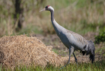 Fototapeta premium The common crane - male bird at a wetland in summer