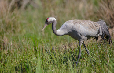 Obraz premium The common crane - male bird at a wetland in summer