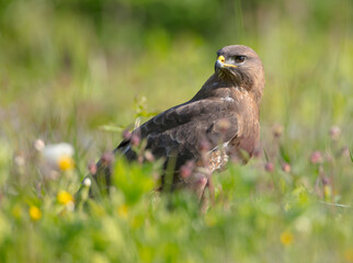 Common Buzzard in spring at a wet forest