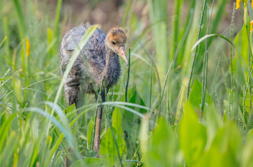 The common crane - juvenile bird at a wetland on the early summer morning fog