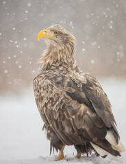 The white-tailed eagle - adult male - in early spring at the wet forest during the snowstorm
