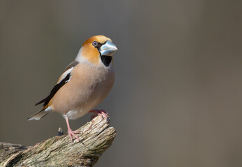 The hawfinch - male in spring at a wet forest