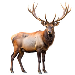 Fototapeta premium Majestic Elk A Portrait of Antlered Grandeur isolated on transparent background