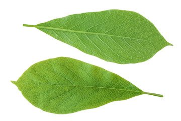 Obraz premium Magnolia leaf isolated on white background. Top view. Flat lay