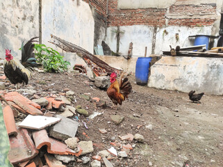 Dwarf chickens roaming in the ruins of houses. Dwarf chickens or better known as kate chickens, one type of ornamental chicken originating from Japan. Animal and poultry farming.