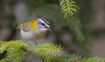 Common Firecrest - male bird at a wet  forest in spring