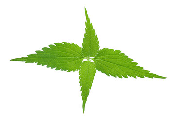Nettle leaf isolated on white background. Top view. Flat lay