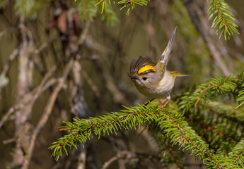 Goldcrest - male bird at forest in spring