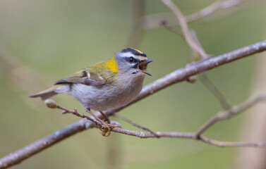 Common Firecrest - male bird at a wet  forest in spring
