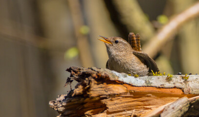 Eurasian Wren - in spring at a wet forest