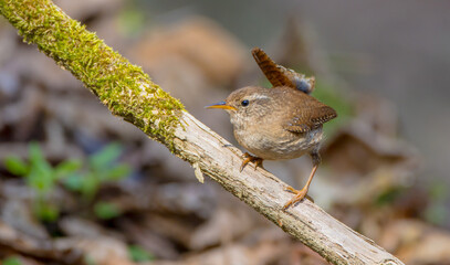 Eurasian Wren - in spring at a wet forest