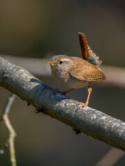 Fototapeta premium Eurasian Wren - in spring at a wet forest