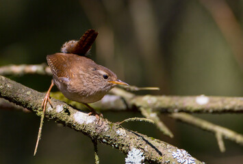 Eurasian Wren - in spring at a wet forest