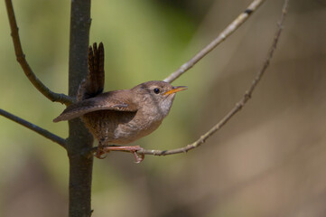 Eurasian Wren - in spring at a wet forest