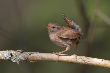 Eurasian Wren - in spring at a wet forest