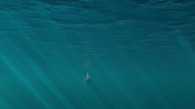 Great White Shark Attack. Realistic 3d 4k animation