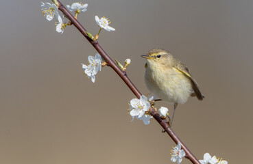 Common chiffchaff -  in early spring at a wetland 