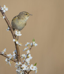 Common chiffchaff -  in early spring at a wetland 
