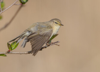 Common chiffchaff -  in early spring at a wetland 