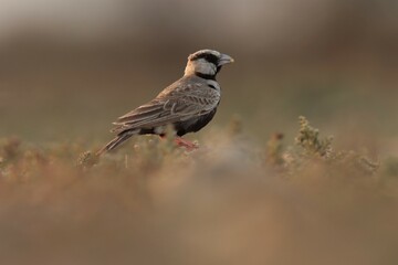 Ashy crowned sparrow lark standing on ground. Bird background.