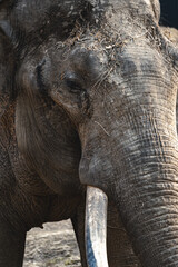 An extreme close-up portrait focuses on the side of an Asian elephant's head, highlighting the intricate texture of its grey, heavily wrinkled skin