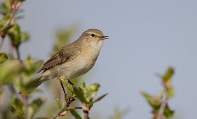 Common chiffchaff -  in early spring at a wetland 