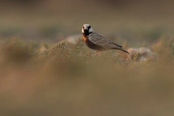Ashy crowned sparrow lark standing on ground. Bird background.