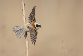 Eurasian Penduline Tit  at the wetland in spring