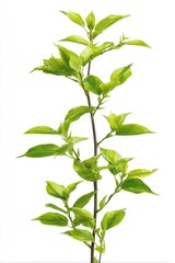 Isolated Dogwood Branch on White Background Straight On Studio Shot Featuring Green Leaves and Brown Stem for Botanical Illustration