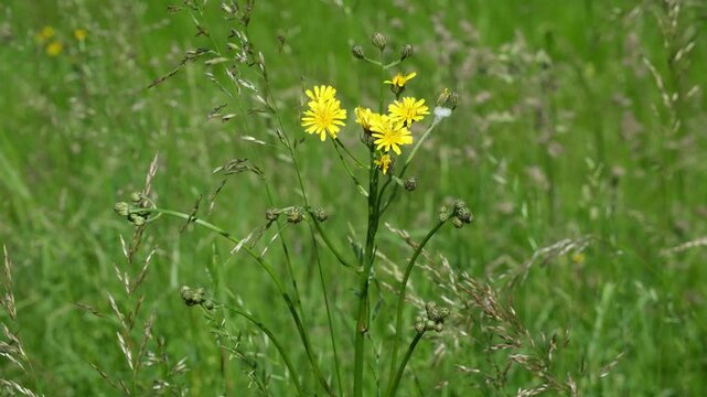 Gelbe hohe wilde Wiesenblume, Wiesenbocksbart, Tragopogon pratensis, Naturwiese im Fr&uuml;hling in der Schweiz