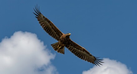 Obraz premium Majestic Eagle in Flight Soaring Bird Against a Blue Sky with Clouds
