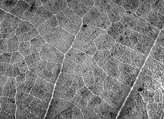 Distressed grunge leaf texture overlay on a transparent background.