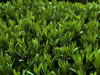 Dense Green Foliage Forming a Lush and Vibrant Natural Hedge