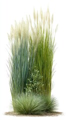 Ornamental Grasses and Greenery Isolated on White Background Eye Level View Lush Garden Design Element Landscaping