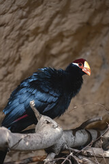 A vibrant turaco bird with dark, likely violet or black, plumage is perched on a textured branch