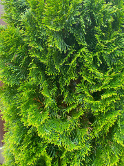 Green thuja plant close-up with dense evergreen foliage, natural botanical texture background for landscaping and garden design