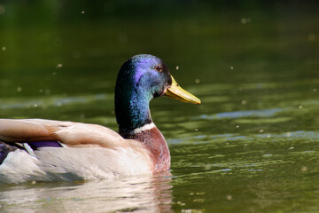 duck mallard is floating on water