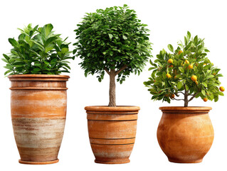 Obraz premium Potted Plants Trio: Three elegant, terracotta-potted plants stand in a row, showcasing a variety of lush foliage, adding a touch of natural elegance. 