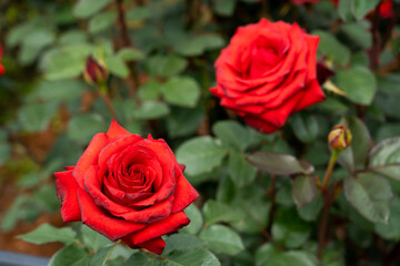 Bloom red rose with green leave in the garden