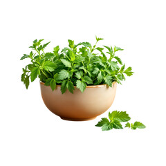Fototapeta premium Fresh herbs in a bowl, healthy food concept