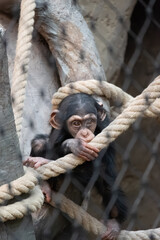 a chimpanzee sitting in a contemplative posture, its dark fur subtly illuminated by soft, natural...