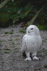 A captivating snowy owl stands firmly on a surface of grey gravel and sparse green grass