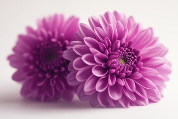 Two purple chrysanthemum flowers close up on a white background. Use this beautiful floral image for greeting cards or web design.