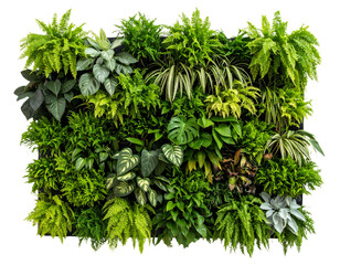 Lush Greenery in Vertical Wall Garden: Transparent Background PNG