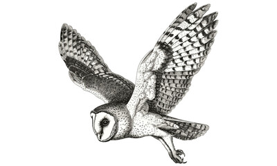 Antique Barn Owl Flight Illustration, Vintage Wildlife Engraving, Monochrome Bird Etching, Retro Nature Sketch, Hand-drawn Owl Art, Black and White, Owl Artwork, forest animal print © Vintage studio