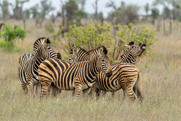 Zebra walking and hanging around in the Kruger National Park in South Africa