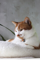 A ginger cat is sitting in a bed. Paws tucked. With a thoughtful look.